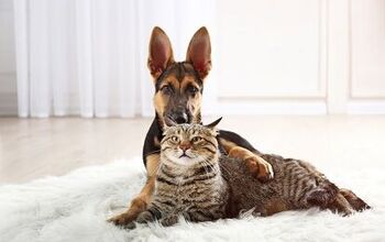 How to Introduce Your Cat to a New Dog