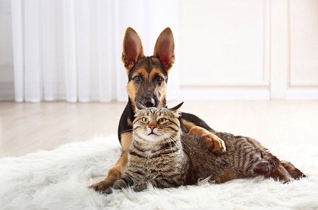 how to introduce your cat to a new dog