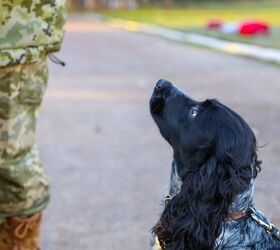 Wagging Support For Wounded Warriors Service Dog Act