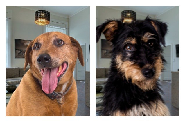 adopt a dog get awesome airbnb almost free