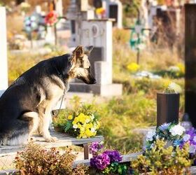 New York Pet Parents Can Rest In Peace With Their Pets