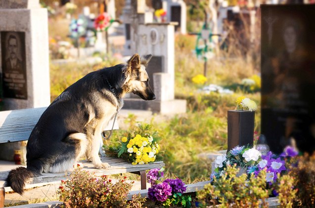 new york pet parents can rest in peace with their pets