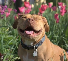 Temporary Reprieve Issued For Montreal Pitbulls