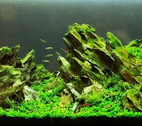 aquascaping a tank of beauty