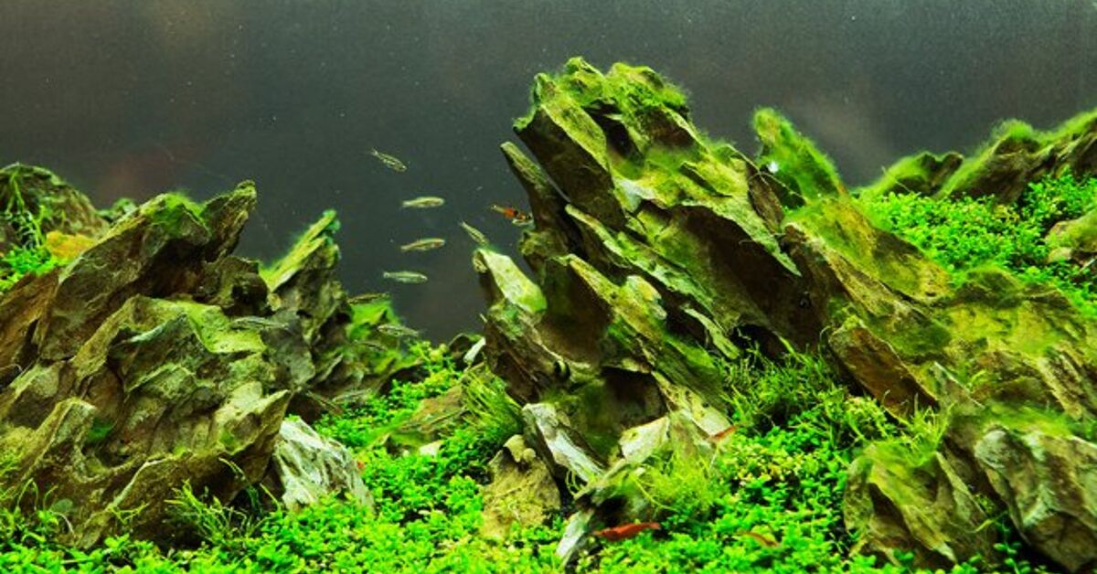 Stunning Aquascaping Tank Size image