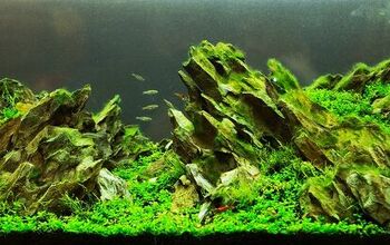 Aquascaping: A Tank of Beauty