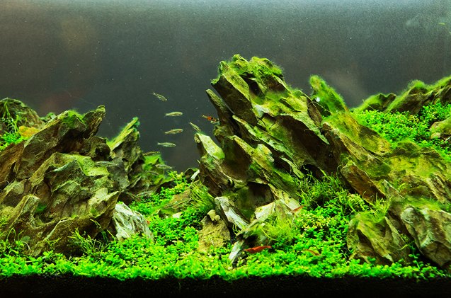 aquascaping a tank of beauty