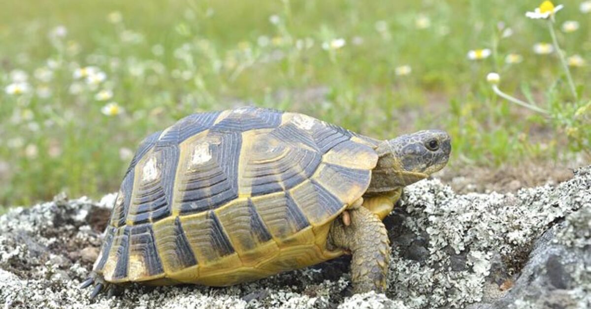 Greek Tortoise Information and Pictures - PetGuide | PetGuide
