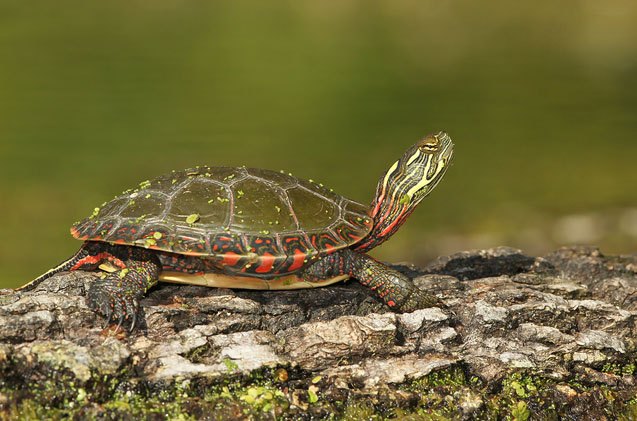 midland painted turtle