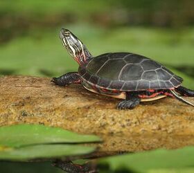 midland painted turtle
