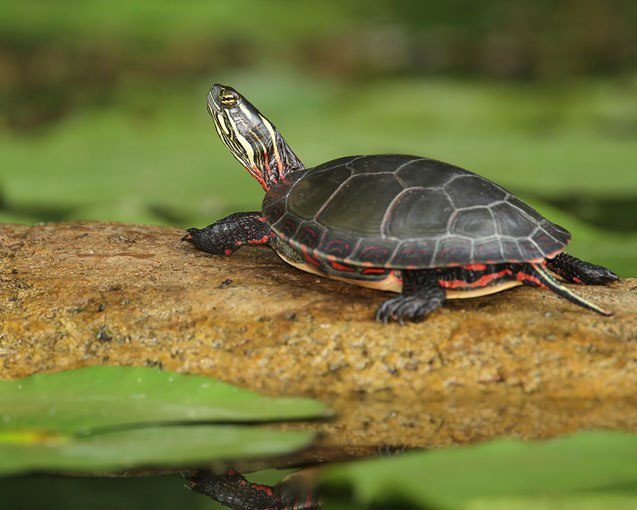 midland painted turtle