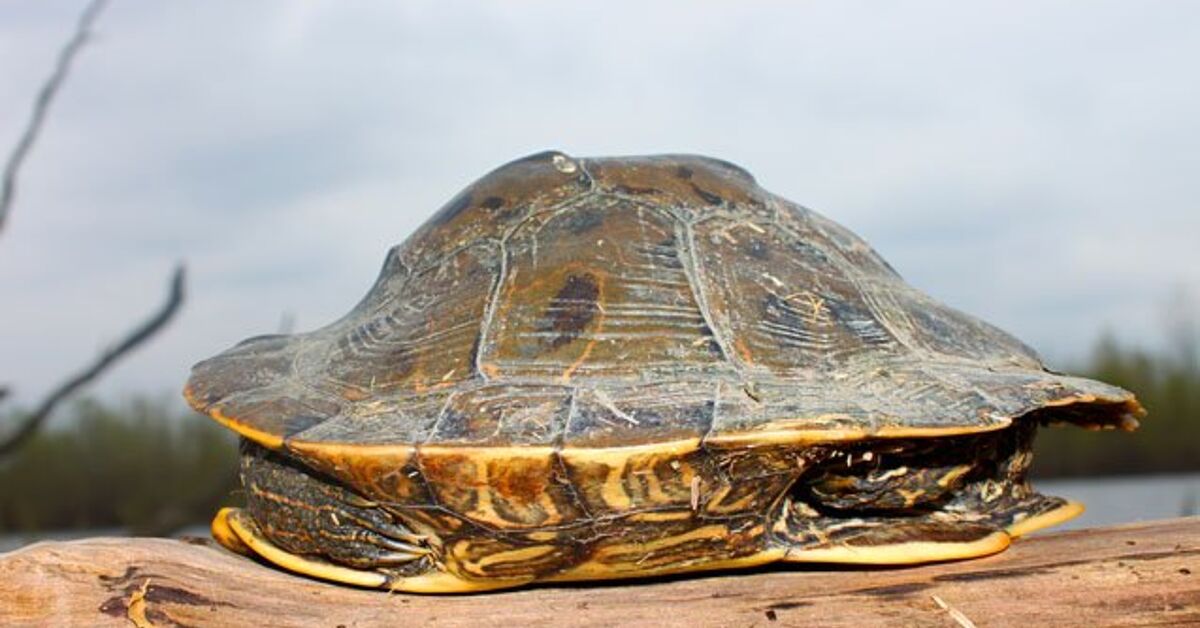 Northern Map Turtle Information and Pictures - PetGuide | PetGuide