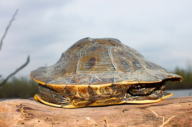 Northern Map Turtle Information and Pictures - PetGuide | PetGuide