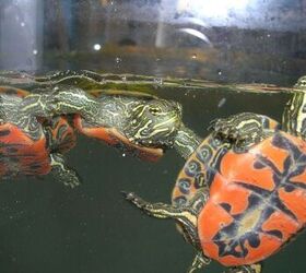 What Do Red Bellied Turtles Eat: Diet Secrets Unveiled