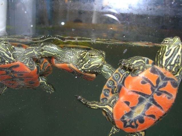 northern red bellied turtle