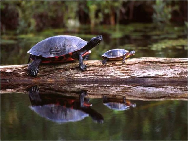 northern red bellied turtle