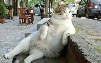 Famous Fat Cat Who Inspired Meme Honored With Statue