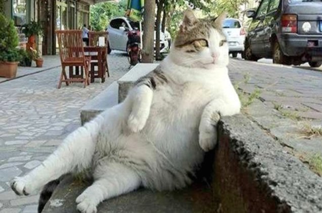 famous fat cat who inspired meme honored with statue