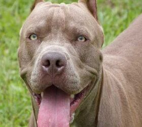 montreal pit bull ban suspended while spca challenges bylaw