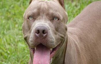 Montreal Pit Bull Ban Suspended While SPCA Challenges Bylaw