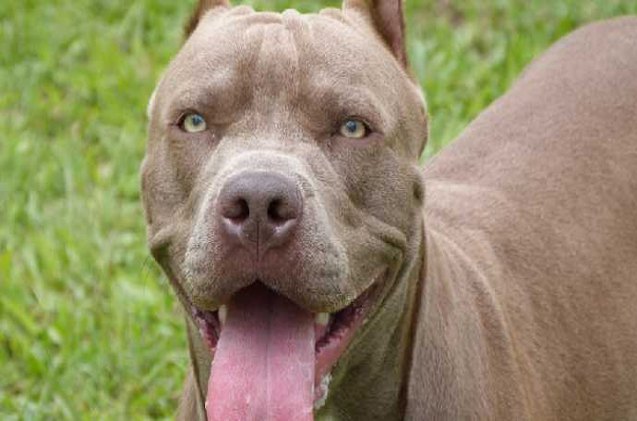montreal pit bull ban suspended while spca challenges bylaw