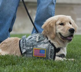 Study: Service Dog Credibility Questioned By Retail Workers