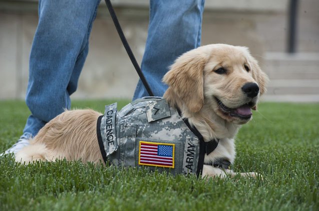 study service dog credibility questioned by retail workers