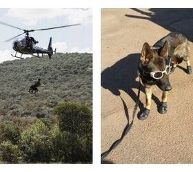 sky diving dogs take african poachers out