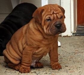 Cocker pei puppies cheap for sale