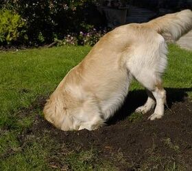 5 Tips to Keep Your Dog From Digging in the Yard