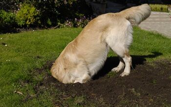 5 Tips to Keep Your Dog From Digging in the Yard
