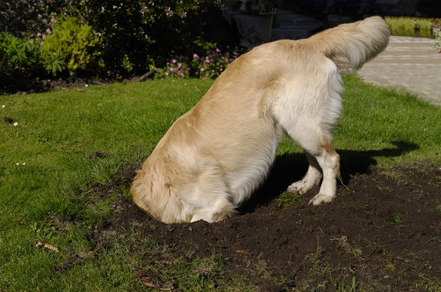 5 tips to keep your dog from digging in the yard