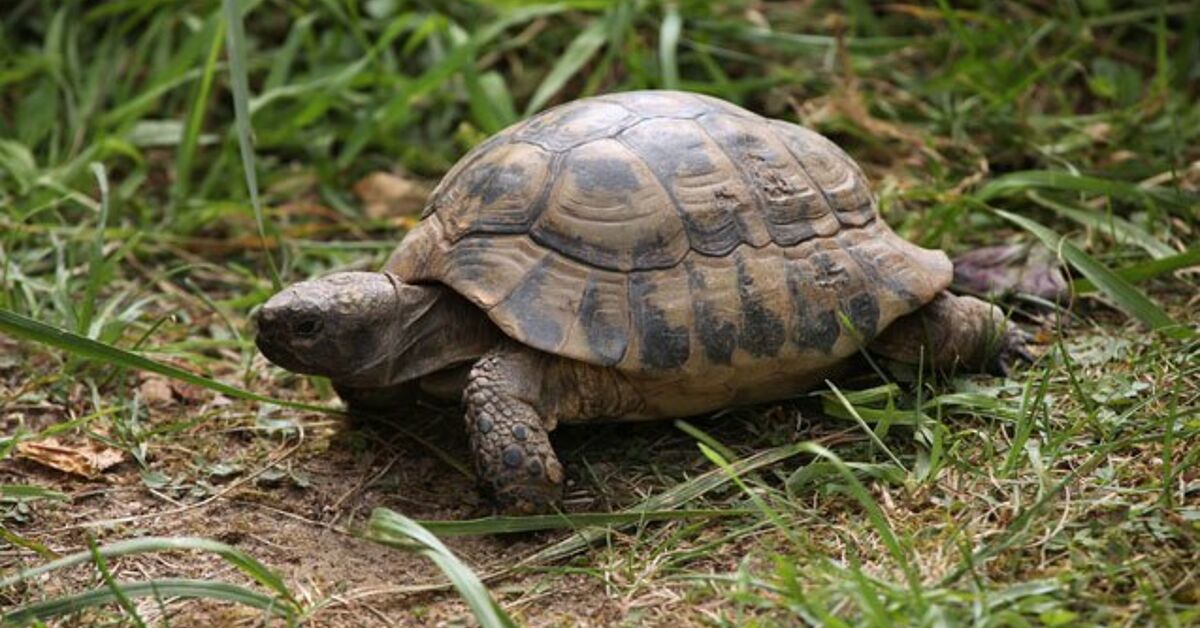 Russian Tortoise Information and Pictures PetGuide PetGuide
