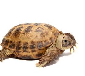 russian tortoise