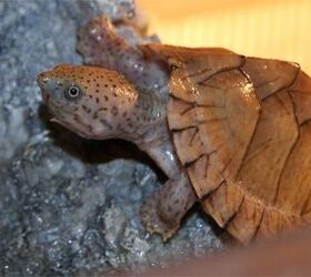 razorback musk turtle