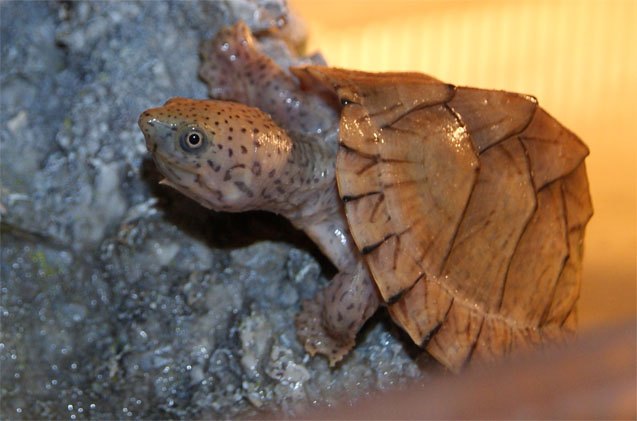 Pet Razorback Razorback Musk Turtle Information and Pictures - PetGuide | PetGuide