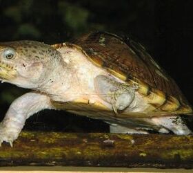razorback musk turtle