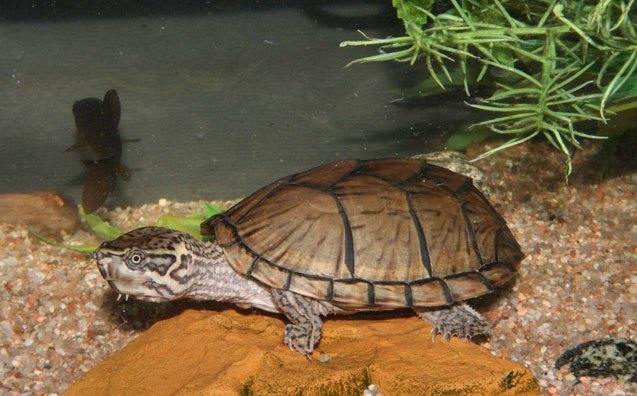 Pet Razorback Razorback Musk Turtle Care