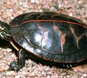 eastern painted turtle lifespan in captivity