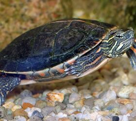 Ask Dr. Jenn: What Is My Turtles Shell Made Of and Why Is It Shedding?