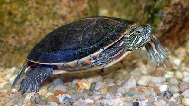 southern painted turtle