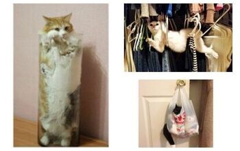 10 Cats Who Immediately Regretted Their Decisions