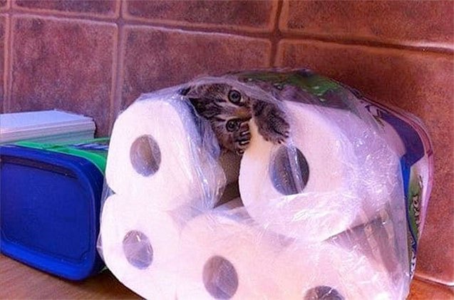 10 cats who immediately regretted their decisions