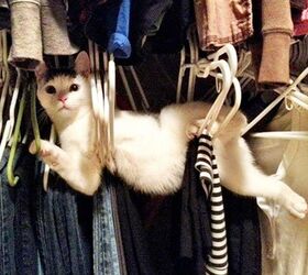 10 cats who immediately regretted their decisions