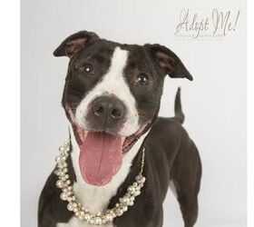 adoptable dog of the week piper