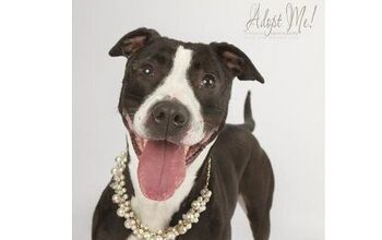 Adoptable Dog of the Week – Piper