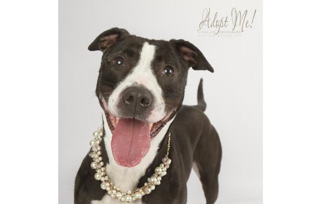 adoptable dog of the week piper