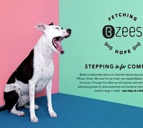 Rags-to-Riches Shelter Dog Becomes Face of Shoe Company