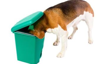 5 Tidy Tips for Keeping Your Dog Out of the Trash