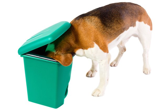 5 tidy tips for keeping your dog out of the trash